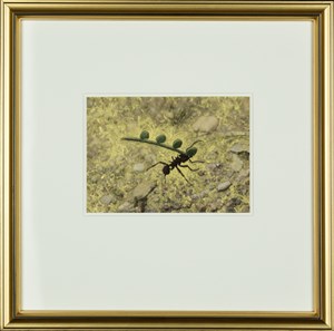 Image description is not available for 2008.020